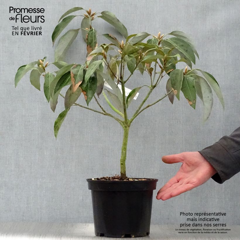 Neolitsea sericea 4L/5L pot sample as delivered in winter