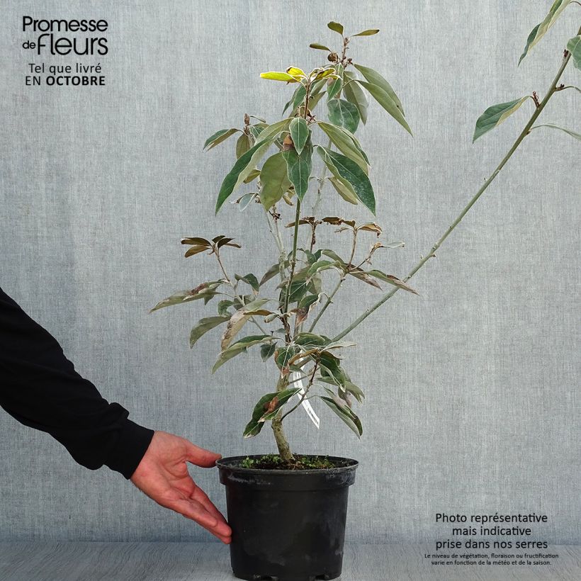 Neolitsea sericea 4L/5L pot sample as delivered in autumn