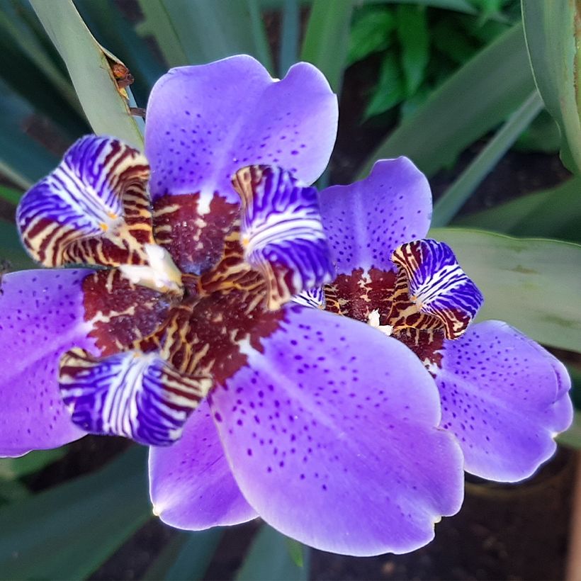 Neomarica caerulea Sky Blue - Blue Walking Iris (Flowering)