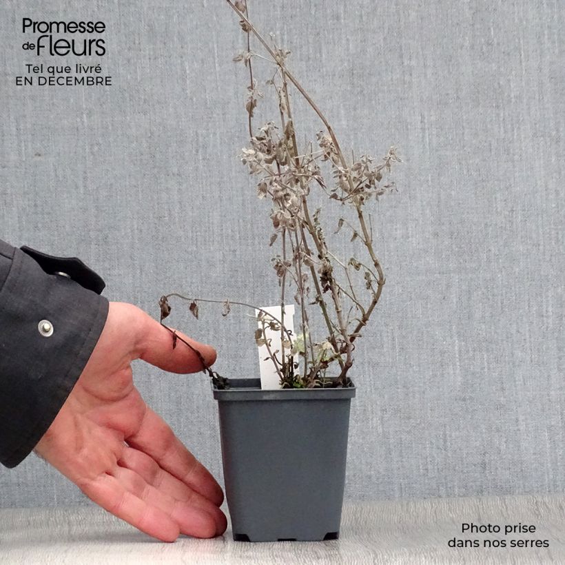 Nepeta Blue Dragon 8/9 cm pot sample as delivered in winter