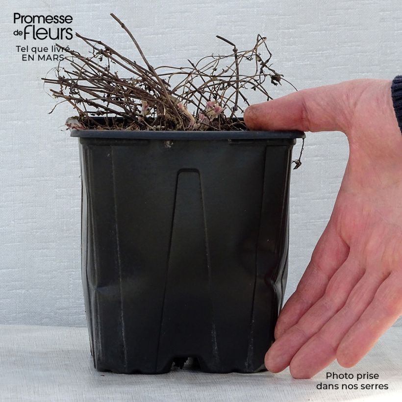 Nepeta faassenii Purrsian Blue - Catnip 2L/3L pot sample as delivered in spring