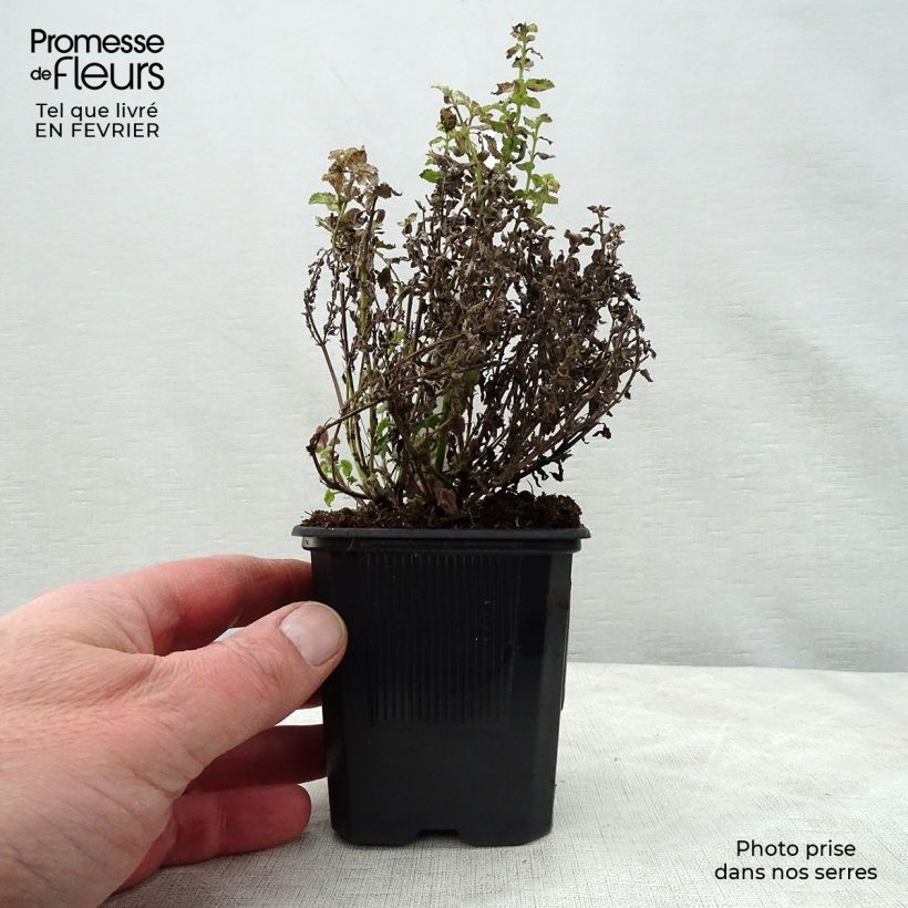 Nepeta faassenii Purrsian Blue - Catnip 8/9 cm pot sample as delivered in winter