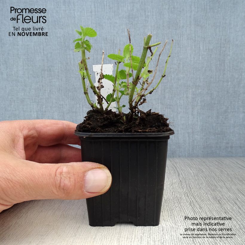 Nepeta faassenii Cats Pajamas - Catnip 8/9 cm pot sample as delivered in autumn