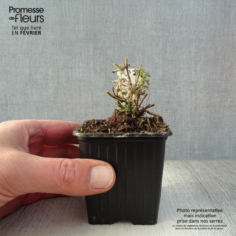 Nepeta faassenii Cats Pajamas - Catnip 8/9 cm pot sample as delivered in winter