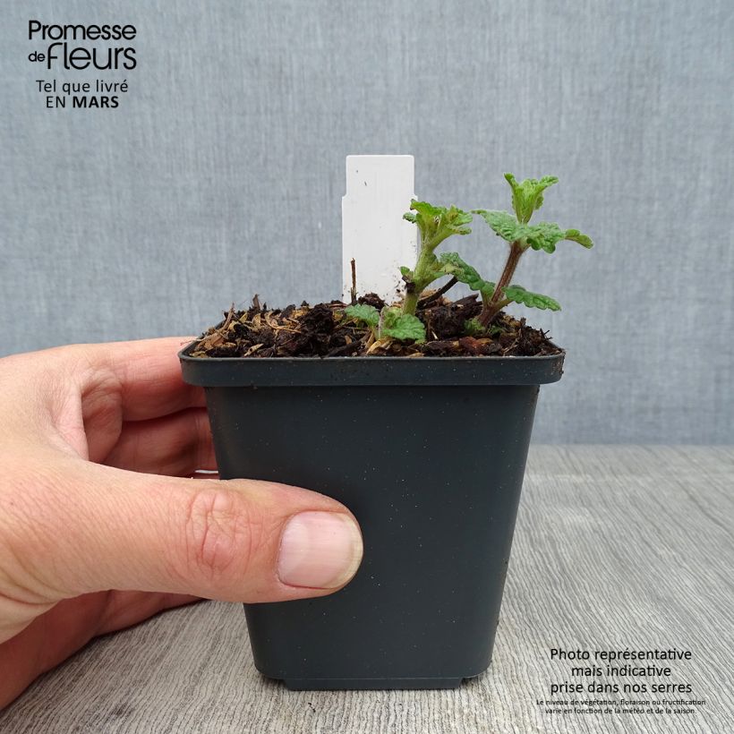 Nepeta faassenii Cats Pajamas - Catnip 8/9 cm pot sample as delivered in spring