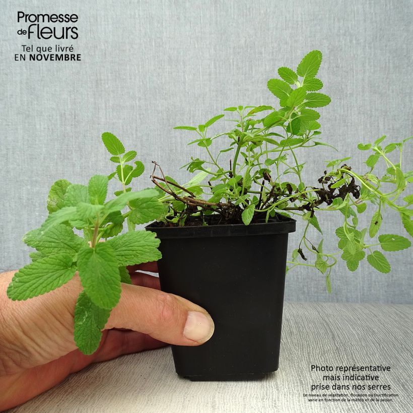 Nepeta faassenii - Catnip 8/9 cm pot sample as delivered in autumn