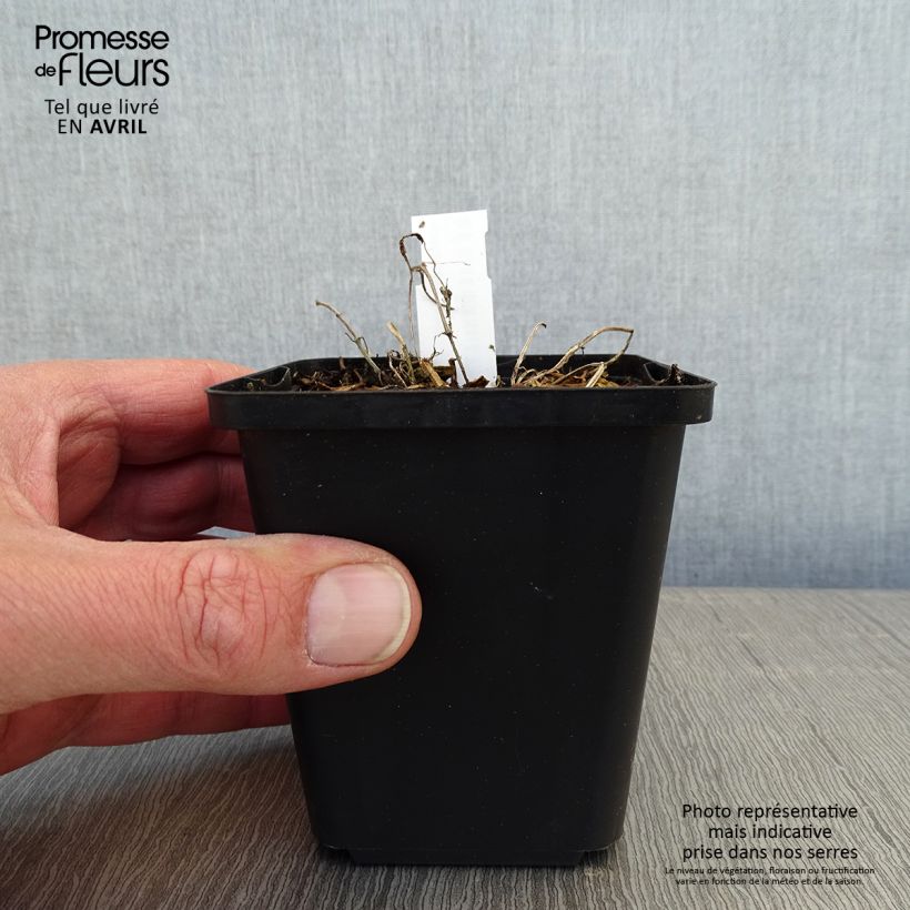 Nepeta faassenii - Catnip 8/9 cm pot sample as delivered in spring