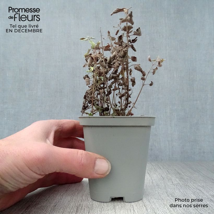 Nepeta faassenii Walkers Low - Catnip 8/9 cm pot sample as delivered in winter