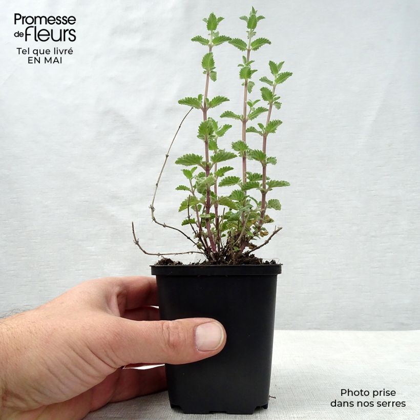 Nepeta faassenii Walkers Low - Catnip 8/9 cm pot sample as delivered in spring