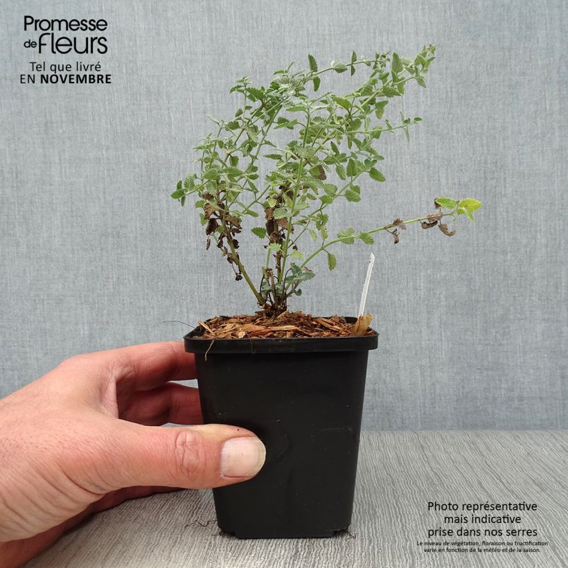 Nepeta faassenii Walkers Low - Catnip 8/9 cm pot sample as delivered in autumn