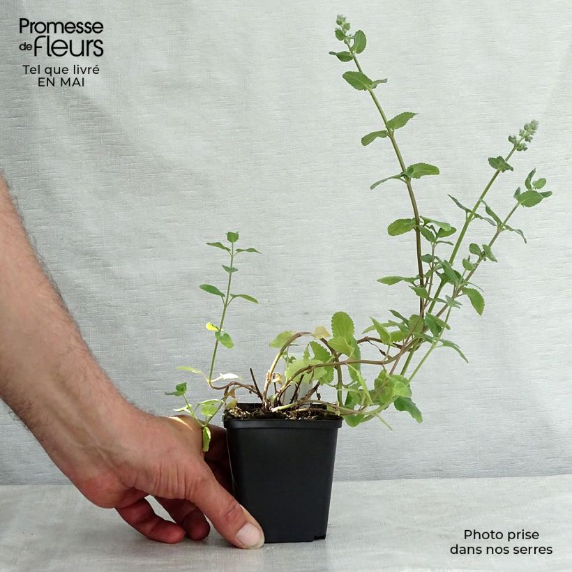 Nepeta grandiflora Summer Magic - Catnip 8/9 cm pot sample as delivered in spring