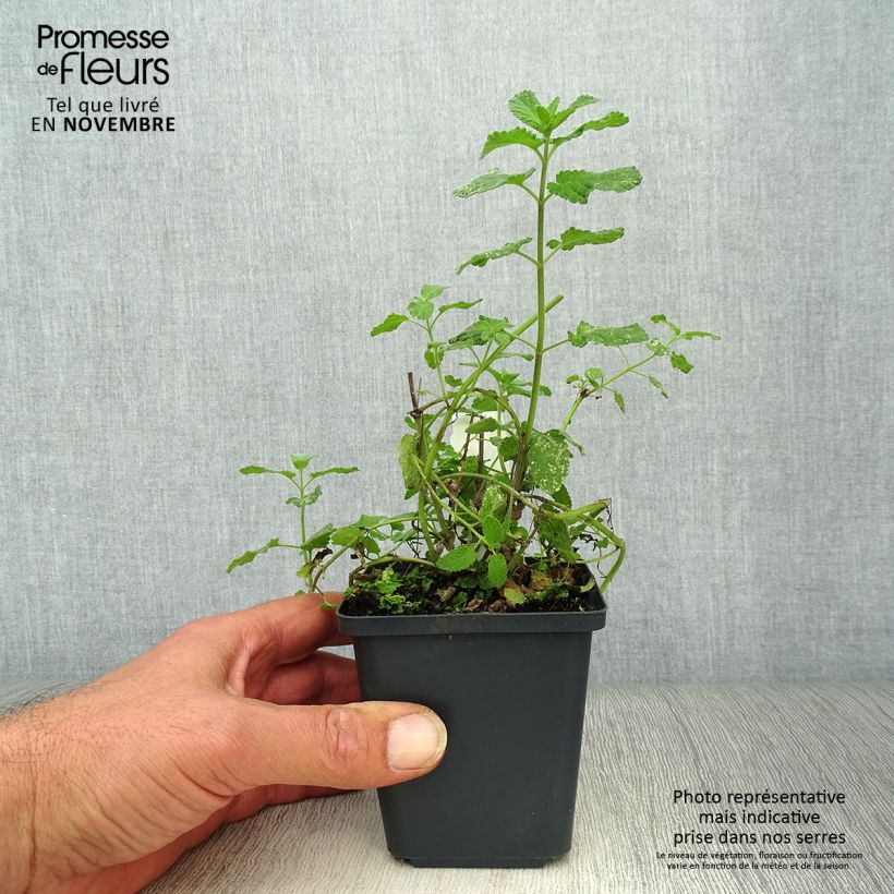 Nepeta grandiflora Summer Magic - Catnip 8/9 cm pot sample as delivered in autumn