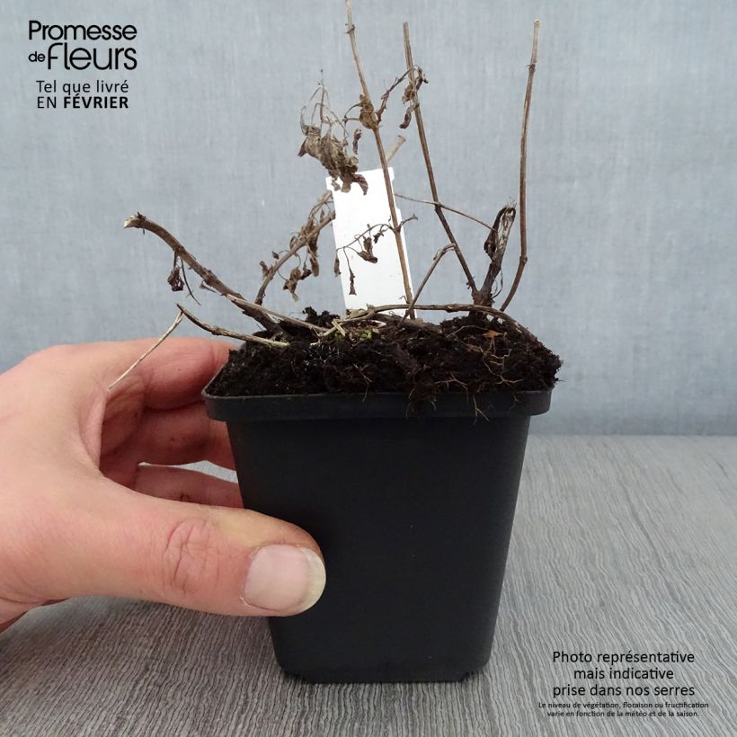 Nepeta grandiflora Wild Cat - Catnip 8/9 cm pot sample as delivered in winter