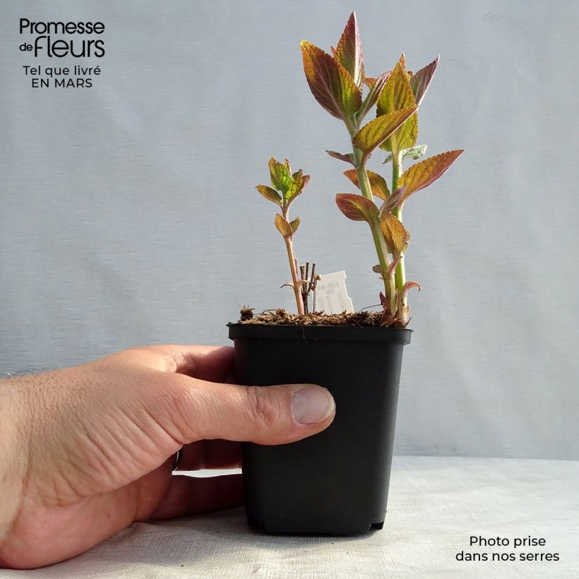 Nepeta manchuriensis Manchu Blue - Catnip 8/9 cm pot sample as delivered in spring