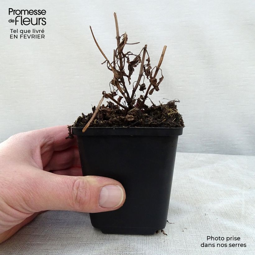 Nepeta Neptune - Catnip 8/9 cm pot sample as delivered in winter