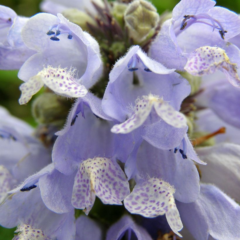 Nepeta subsessilis Blue Panther - Catnip (Flowering)