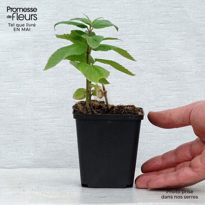 Nepeta subsessilis - Catnip 8/9 cm pot sample as delivered in spring