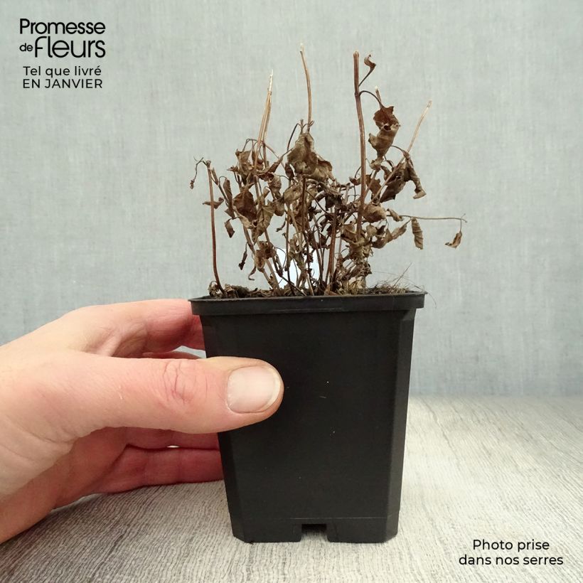 Nepeta subsessilis - Catnip 8/9 cm pot sample as delivered in winter