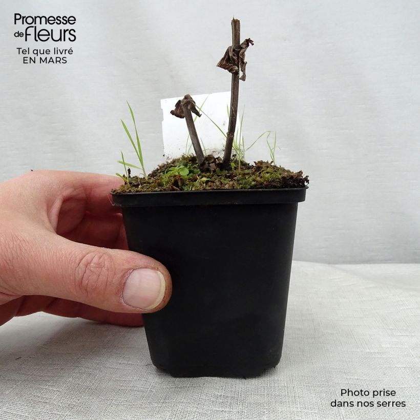 Nepeta subsessilis Laufen - Catnip 8/9 cm pot sample as delivered in spring