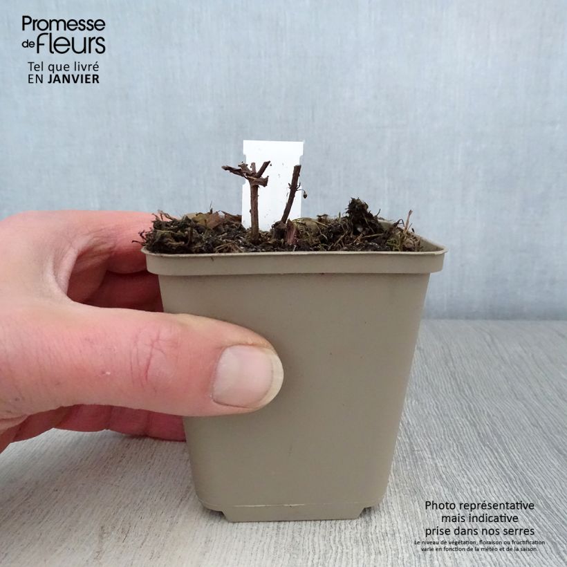 Nepeta subsessilis Laufen - Catnip 8/9 cm pot sample as delivered in winter