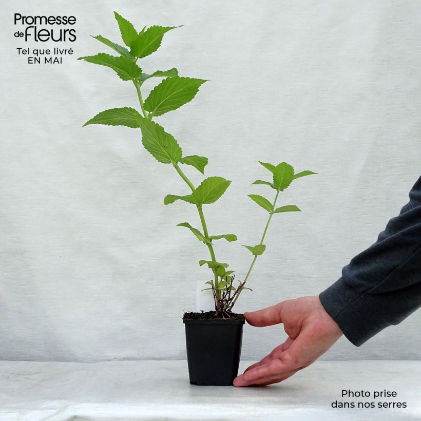 Nepeta subsessilis Sweet Dreams - Catnip 8/9 cm pot sample as delivered in spring