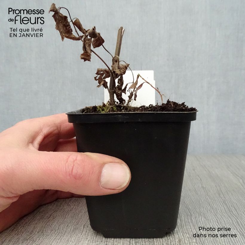 Nepeta subsessilis Sweet Dreams - Catnip 8/9 cm pot sample as delivered in winter