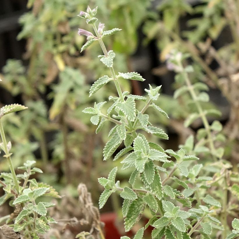 Nepeta faassenii Dropmore - Catnip (Foliage)