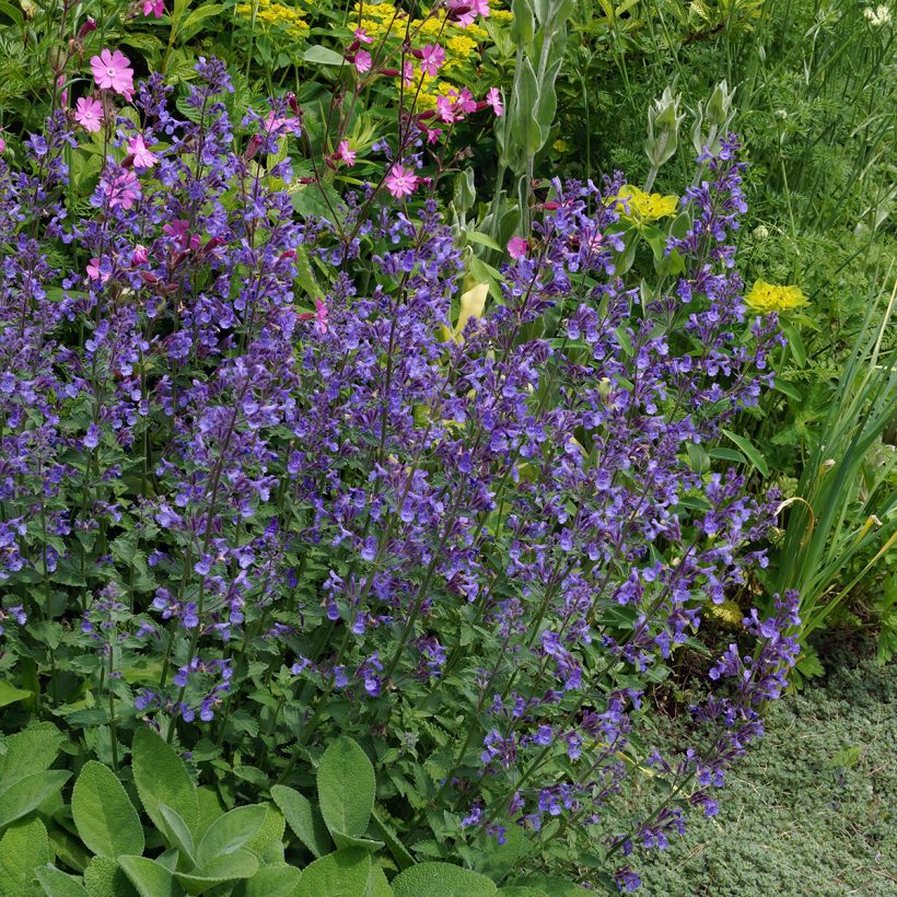 Nepeta faassenii Junior Walker - Catnip (Plant habit)