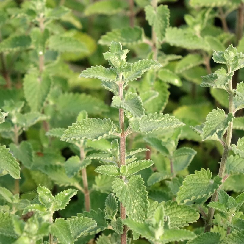 Nepeta faassenii Walkers Low - Catnip (Foliage)