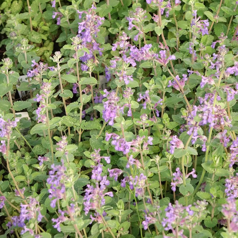 Nepeta faassenii Walkers Low - Catnip (Flowering)