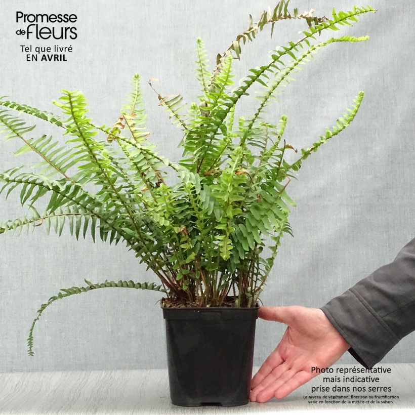Nephrolepis cordifolia Artic Jungle - Boston Fern 2L/3L pot sample as delivered in spring