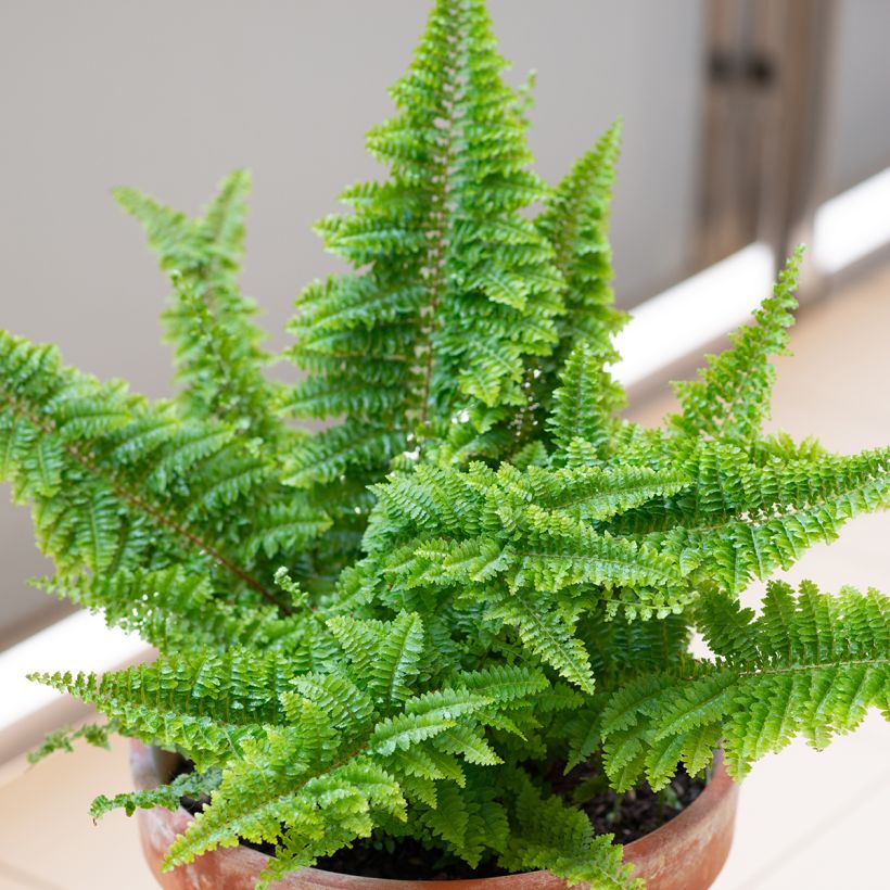 Nephrolepis exaltata 'Cotton Candy' - Fougère de Boston Cotton Candy, Néphrolépide élevé Cotton Candy (Plant habit)