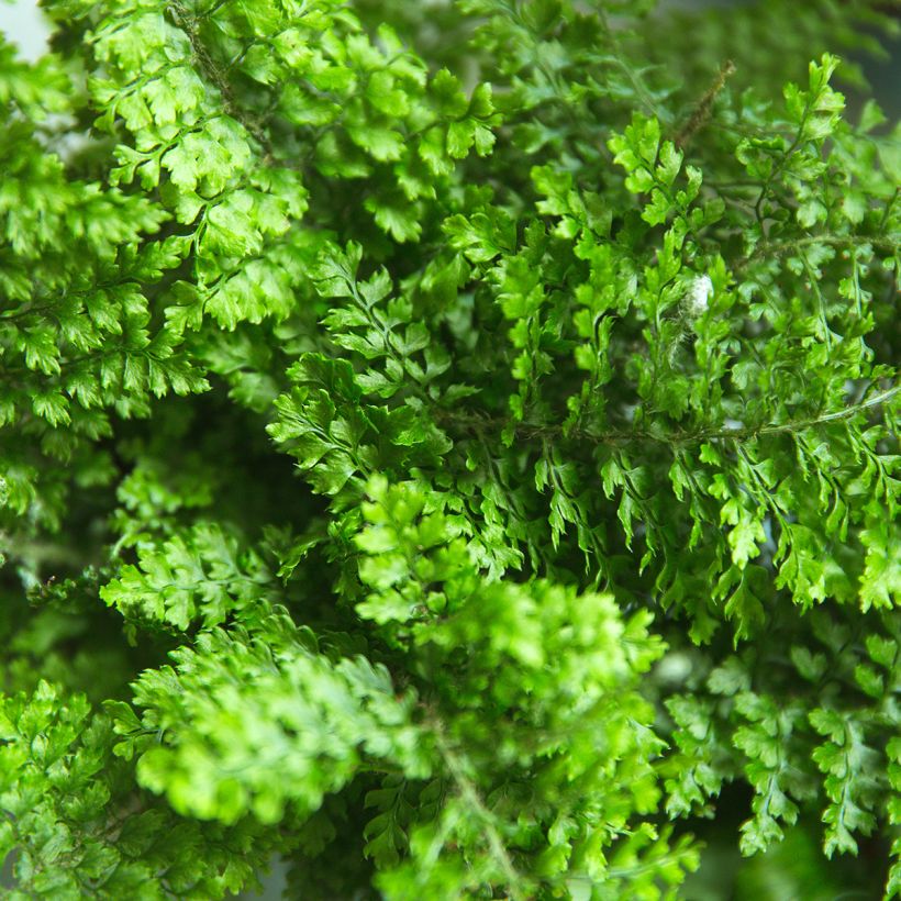Nephrolepis exaltata Fluffy Ruffle - Boston fern (Foliage)