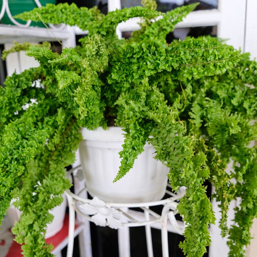 Nephrolepis exaltata Fluffy Ruffle - Boston fern (Plant habit)