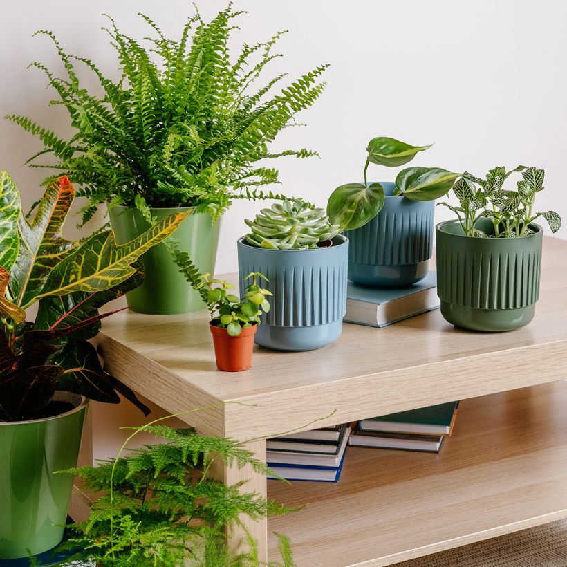 Nephrolepis exaltata Green Fantasy - Boston fern (Plant habit)