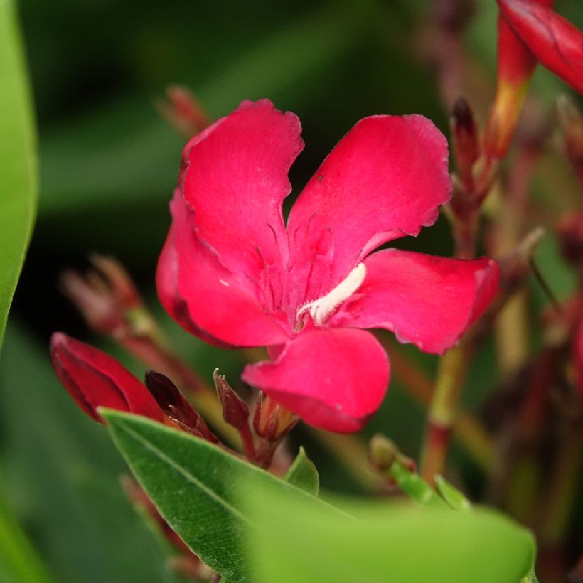 Rose Bay - Nerium oleander Red Single (Flowering)
