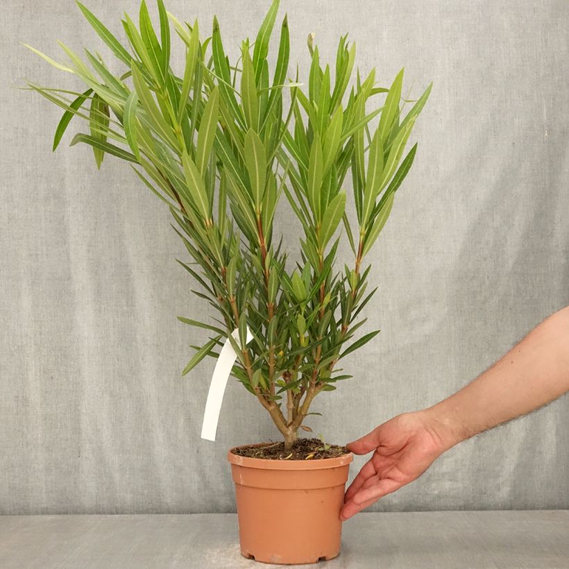 Nerium oleander Provence 3L/4L pot, Bush sample as delivered in summer