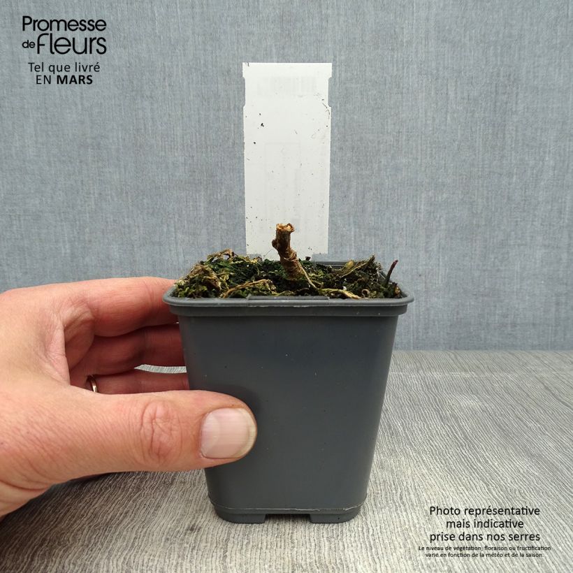 Nicotiana glauca - Ornamental tobacco 8/9 cm pot sample as delivered in spring