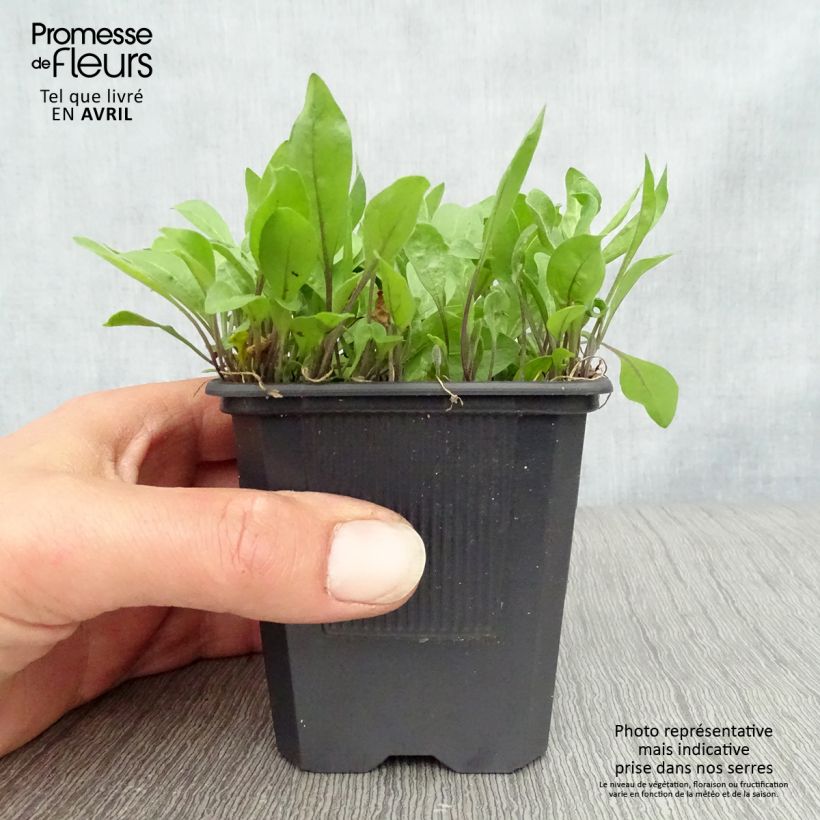 Nierembergia repens 8/9 cm pot sample as delivered in spring