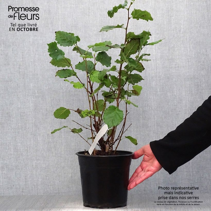 Common Hazel Fertile de Coutard - Corylus avellana 3L/4L pot, Bush sample as delivered in autumn