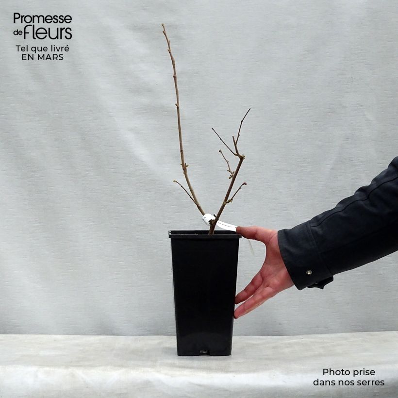Hazel Merveille de Bollwiller - Corylus maxima 2L/3L pot sample as delivered in spring