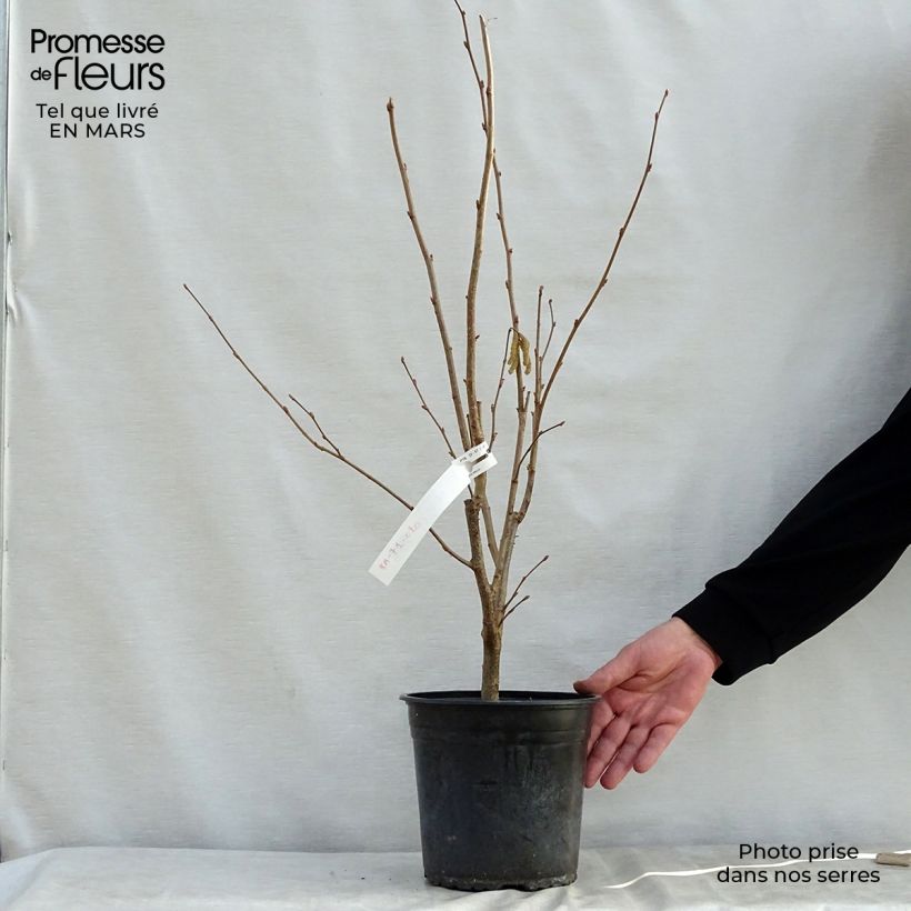 Hazel Merveille de Bollwiller - Corylus maxima 4L/5L pot, Bush sample as delivered in spring