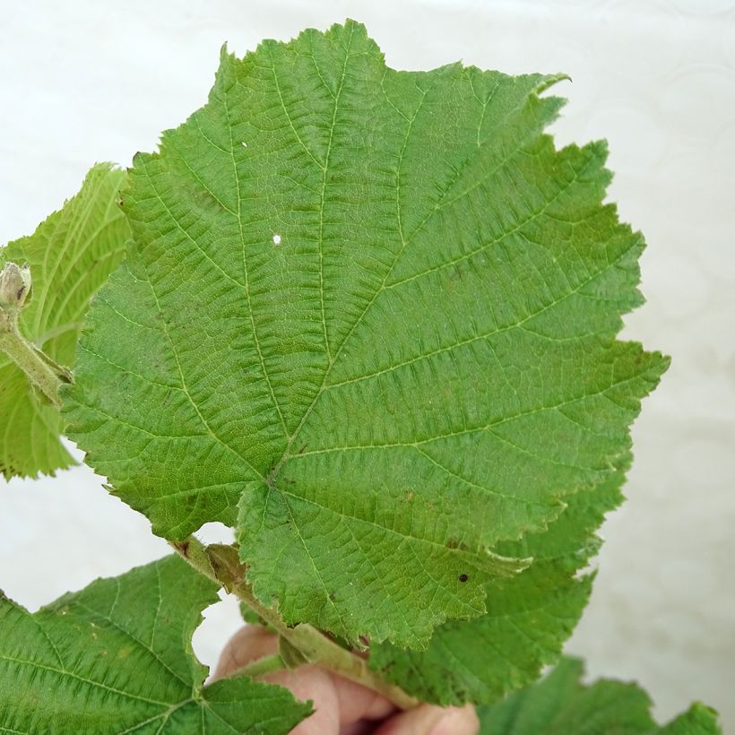 Hazel Merveille de Bollwiller - Corylus maxima (Foliage)