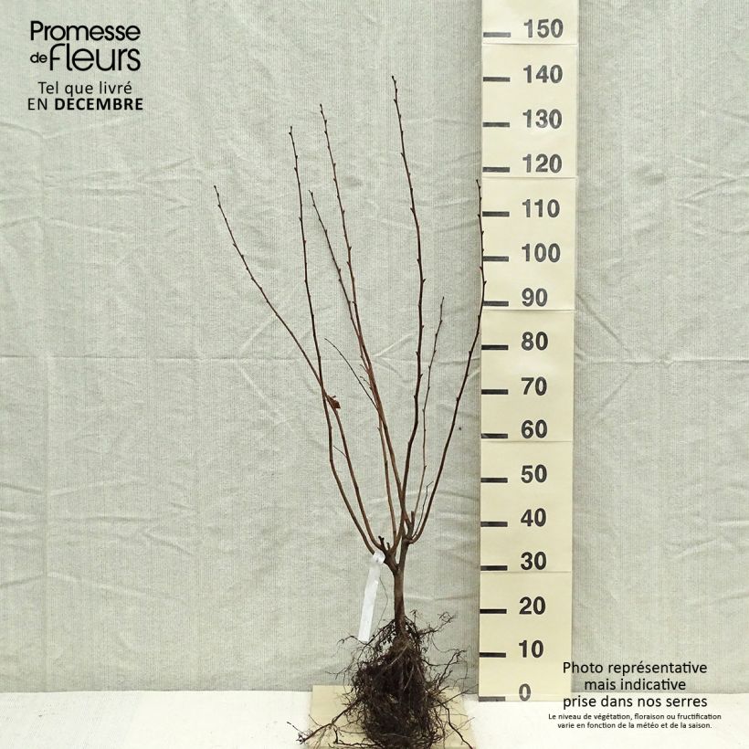 Hazel Merveille de Bollwiller - Corylus maxima Bare root sample as delivered in winter