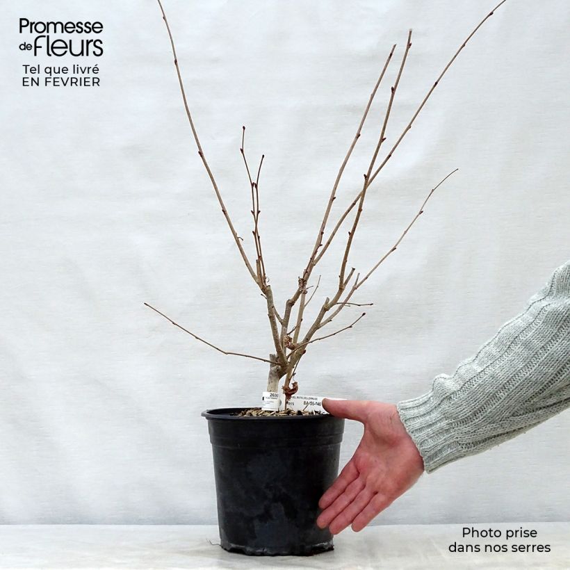 Corylus avellana Rode Zellernoot - Common Hazel 3L/4L pot, Bush sample as delivered in winter
