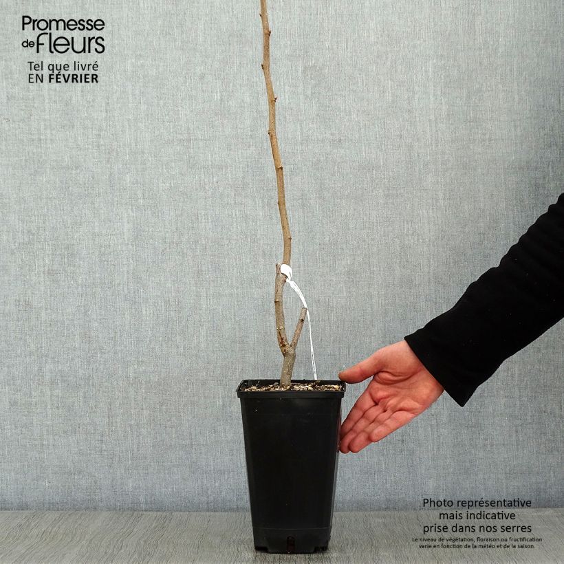 Common Hazel Longue d'Espagne - Corylus avellana 3L/4L pot, Bush sample as delivered in winter