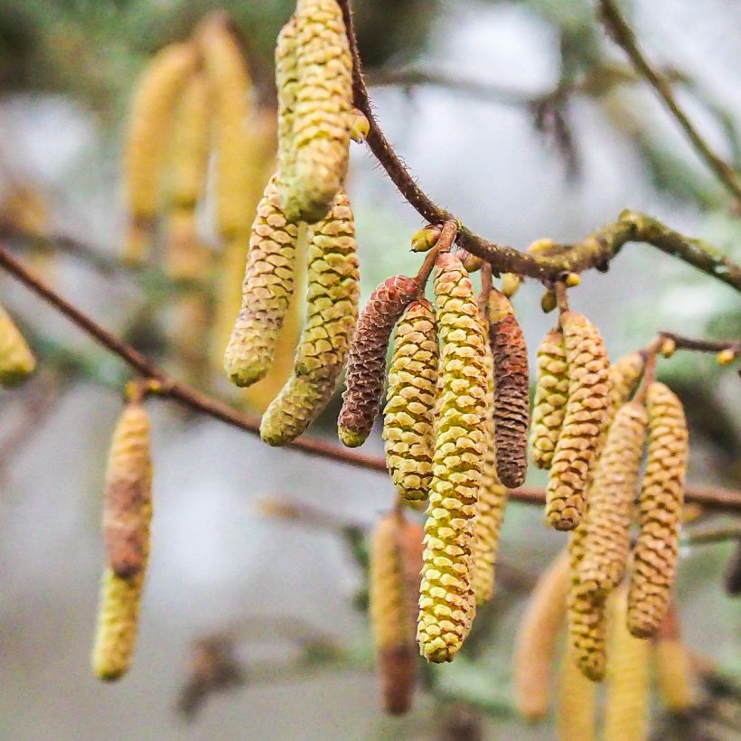 Common Hazel Longue d'Espagne - Corylus avellana (Flowering)