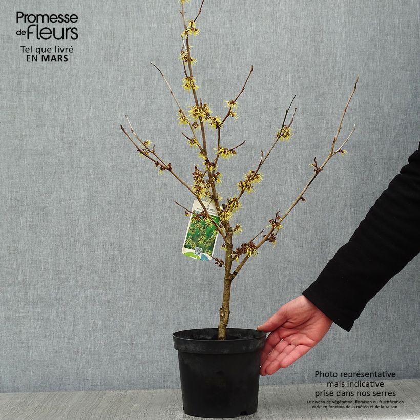 Hamamelis intermedia Westerstede - Witch Hazel 3L/4L pot sample as delivered in winter