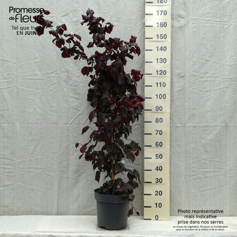 Corylus avellana Red Majestic - Common Hazel 7.5L/10L pot sample as delivered in spring