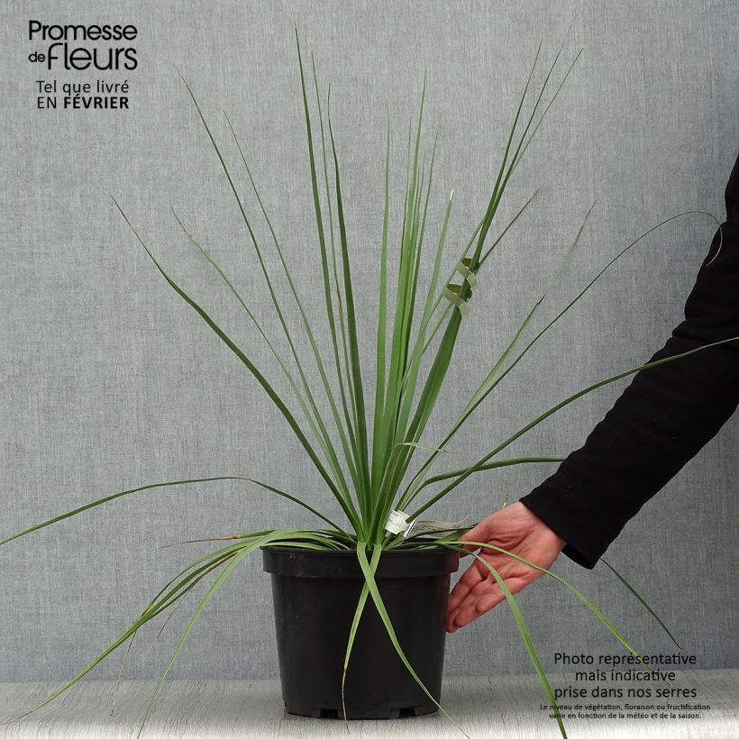 Nolina hibernica La Siberica 6L/7L pot sample as delivered in winter